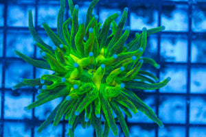 #wholesale_coral# - #saltwater_fish# #saltwater_coral# - #rare corals# - #coralsdepot# - #Corals_Depot# - #live_corals# - #eye-catching-coral# #quality_marine_fish# -#quality-marine# #discoun