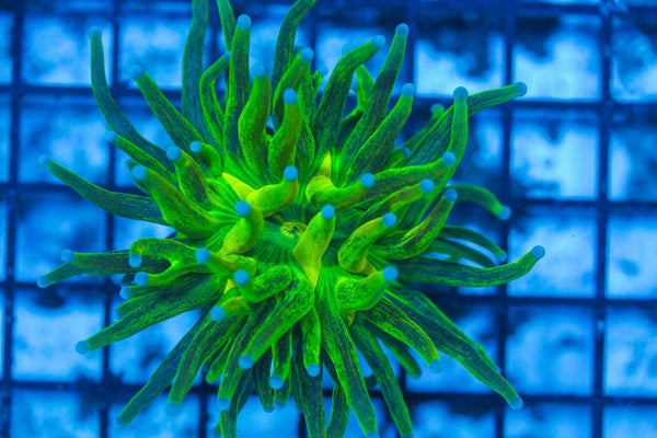 #wholesale_coral# - #saltwater_fish# #saltwater_coral# - #rare corals# - #coralsdepot# - #Corals_Depot# - #live_corals# - #eye-catching-coral# #quality_marine_fish# -#quality-marine# #discoun