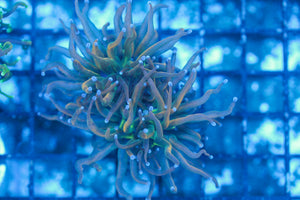 #wholesale_coral# - #saltwater_fish# #saltwater_coral# - #rare corals# - #coralsdepot# - #Corals_Depot# - #live_corals# - #eye-catching-coral# #quality_marine_fish# -#quality-marine# #discoun