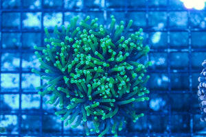 #wholesale_coral# - #saltwater_fish# #saltwater_coral# - #rare corals# - #coralsdepot# - #Corals_Depot# - #live_corals# - #eye-catching-coral# #quality_marine_fish# -#quality-marine# #discoun
