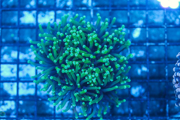 #wholesale_coral# - #saltwater_fish# #saltwater_coral# - #rare corals# - #coralsdepot# - #Corals_Depot# - #live_corals# - #eye-catching-coral# #quality_marine_fish# -#quality-marine# #discoun