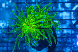 #wholesale_coral# - #saltwater_fish# #saltwater_coral# - #rare corals# - #coralsdepot# - #Corals_Depot# - #live_corals# - #eye-catching-coral# #quality_marine_fish# -#quality-marine# #discoun