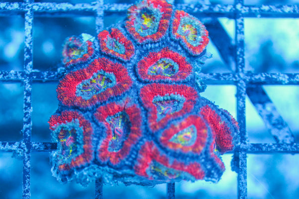 #wholesale_coral# - #saltwater_fish# #saltwater_coral# - #rare corals# - #coralsdepot# - #Corals_Depot# - #live_corals# - #eye-catching-coral# #quality_marine_fish# -#quality-marine# #discoun