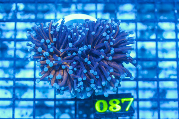 #wholesale_coral# - #saltwater_fish# #saltwater_coral# - #rare corals# - #coralsdepot# - #Corals_Depot# - #live_corals# - #eye-catching-coral# #quality_marine_fish# -#quality-marine# #discoun