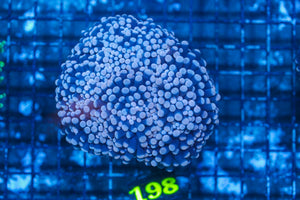#wholesale_coral# - #saltwater_fish# #saltwater_coral# - #rare corals# - #coralsdepot# - #Corals_Depot# - #live_corals# - #eye-catching-coral# #quality_marine_fish# -#quality-marine# #discoun