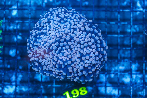 #wholesale_coral# - #saltwater_fish# #saltwater_coral# - #rare corals# - #coralsdepot# - #Corals_Depot# - #live_corals# - #eye-catching-coral# #quality_marine_fish# -#quality-marine# #discoun
