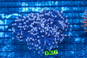 #wholesale_coral# - #saltwater_fish# #saltwater_coral# - #rare corals# - #coralsdepot# - #Corals_Depot# - #live_corals# - #eye-catching-coral# #quality_marine_fish# -#quality-marine# #discoun