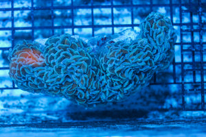 #wholesale_coral# - #saltwater_fish# #saltwater_coral# - #rare corals# - #coralsdepot# - #Corals_Depot# - #live_corals# - #eye-catching-coral# #quality_marine_fish# -#quality-marine# #discoun