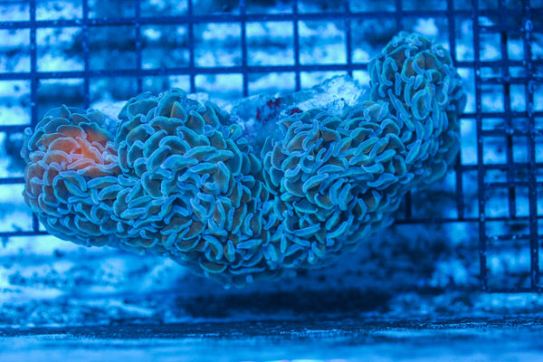 #wholesale_coral# - #saltwater_fish# #saltwater_coral# - #rare corals# - #coralsdepot# - #Corals_Depot# - #live_corals# - #eye-catching-coral# #quality_marine_fish# -#quality-marine# #discoun