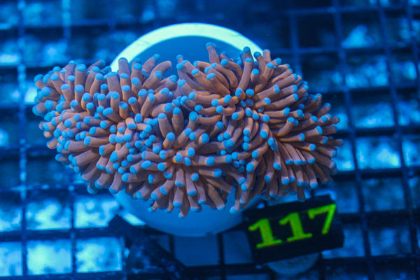 #wholesale_coral# - #saltwater_fish# #saltwater_coral# - #rare corals# - #coralsdepot# - #Corals_Depot# - #live_corals# - #eye-catching-coral# #quality_marine_fish# -#quality-marine# #discoun