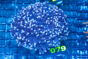 #wholesale_coral# - #saltwater_fish# #saltwater_coral# - #rare corals# - #coralsdepot# - #Corals_Depot# - #live_corals# - #eye-catching-coral# #quality_marine_fish# -#quality-marine# #discoun
