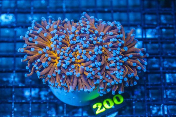 #wholesale_coral# - #saltwater_fish# #saltwater_coral# - #rare corals# - #coralsdepot# - #Corals_Depot# - #live_corals# - #eye-catching-coral# #quality_marine_fish# -#quality-marine# #discoun