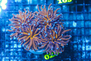 #wholesale_coral# - #saltwater_fish# #saltwater_coral# - #rare corals# - #coralsdepot# - #Corals_Depot# - #live_corals# - #eye-catching-coral# #quality_marine_fish# -#quality-marine# #discoun