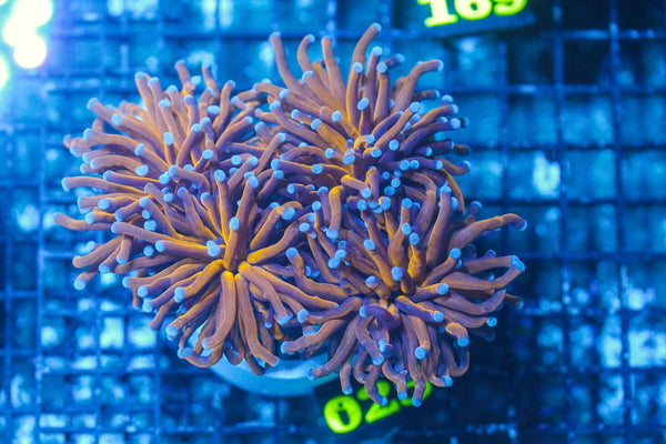 #wholesale_coral# - #saltwater_fish# #saltwater_coral# - #rare corals# - #coralsdepot# - #Corals_Depot# - #live_corals# - #eye-catching-coral# #quality_marine_fish# -#quality-marine# #discoun