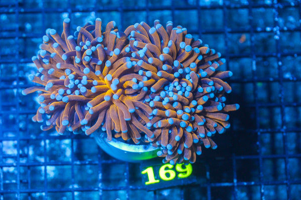 #wholesale_coral# - #saltwater_fish# #saltwater_coral# - #rare corals# - #coralsdepot# - #Corals_Depot# - #live_corals# - #eye-catching-coral# #quality_marine_fish# -#quality-marine# #discoun