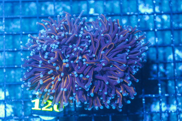 #wholesale_coral# - #saltwater_fish# #saltwater_coral# - #rare corals# - #coralsdepot# - #Corals_Depot# - #live_corals# - #eye-catching-coral# #quality_marine_fish# -#quality-marine# #discoun
