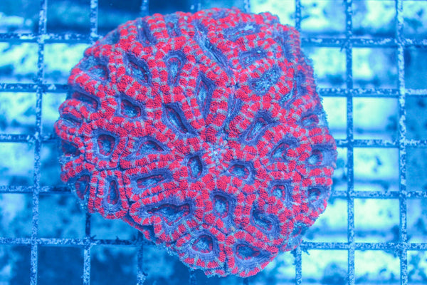 #wholesale_coral# - #saltwater_fish# #saltwater_coral# - #rare corals# - #coralsdepot# - #Corals_Depot# - #live_corals# - #eye-catching-coral# #quality_marine_fish# -#quality-marine# #discoun