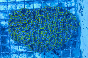 #wholesale_coral# - #saltwater_fish# #saltwater_coral# - #rare corals# - #coralsdepot# - #Corals_Depot# - #live_corals# - #eye-catching-coral# #quality_marine_fish# -#quality-marine# #discoun