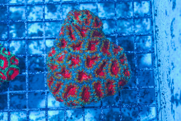 #wholesale_coral# - #saltwater_fish# #saltwater_coral# - #rare corals# - #coralsdepot# - #Corals_Depot# - #live_corals# - #eye-catching-coral# #quality_marine_fish# -#quality-marine# #discoun