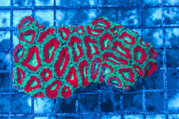 #wholesale_coral# - #saltwater_fish# #saltwater_coral# - #rare corals# - #coralsdepot# - #Corals_Depot# - #live_corals# - #eye-catching-coral# #quality_marine_fish# -#quality-marine# #discoun