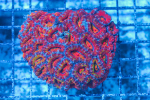 #wholesale_coral# - #saltwater_fish# #saltwater_coral# - #rare corals# - #coralsdepot# - #Corals_Depot# - #live_corals# - #eye-catching-coral# #quality_marine_fish# -#quality-marine# #discoun
