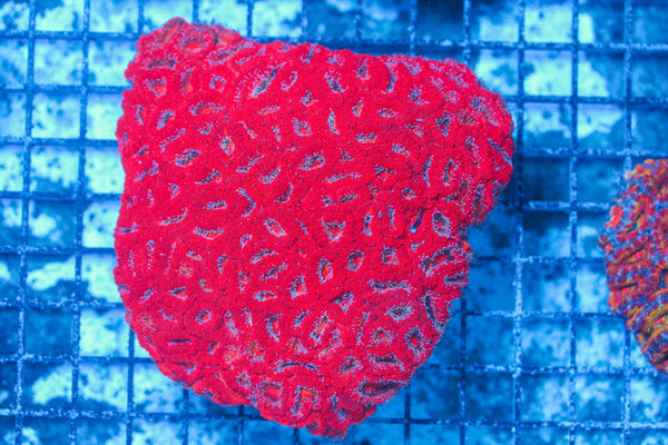 #wholesale_coral# - #saltwater_fish# #saltwater_coral# - #rare corals# - #coralsdepot# - #Corals_Depot# - #live_corals# - #eye-catching-coral# #quality_marine_fish# -#quality-marine# #discoun
