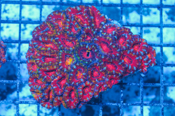 #wholesale_coral# - #saltwater_fish# #saltwater_coral# - #rare corals# - #coralsdepot# - #Corals_Depot# - #live_corals# - #eye-catching-coral# #quality_marine_fish# -#quality-marine# #discoun
