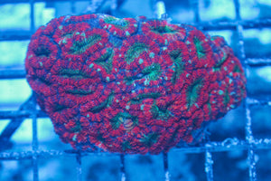 #wholesale_coral# - #saltwater_fish# #saltwater_coral# - #rare corals# - #coralsdepot# - #Corals_Depot# - #live_corals# - #eye-catching-coral# #quality_marine_fish# -#quality-marine# #discoun