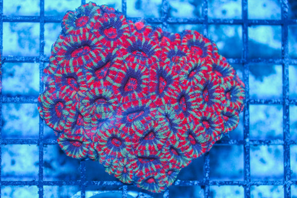 #wholesale_coral# - #saltwater_fish# #saltwater_coral# - #rare corals# - #coralsdepot# - #Corals_Depot# - #live_corals# - #eye-catching-coral# #quality_marine_fish# -#quality-marine# #discoun