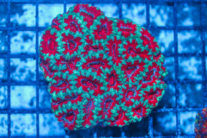 #wholesale_coral# - #saltwater_fish# #saltwater_coral# - #rare corals# - #coralsdepot# - #Corals_Depot# - #live_corals# - #eye-catching-coral# #quality_marine_fish# -#quality-marine# #discoun
