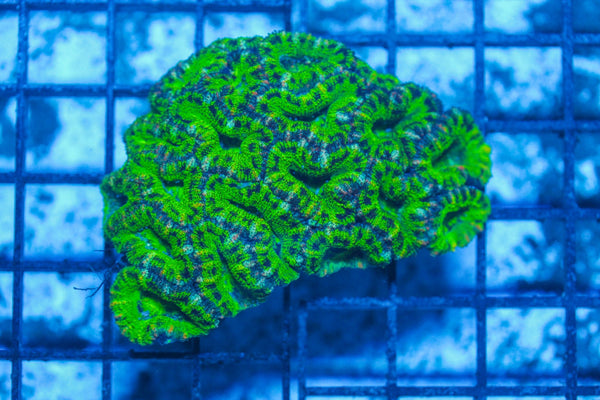 #wholesale_coral# - #saltwater_fish# #saltwater_coral# - #rare corals# - #coralsdepot# - #Corals_Depot# - #live_corals# - #eye-catching-coral# #quality_marine_fish# -#quality-marine# #discoun