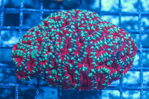 #wholesale_coral# - #saltwater_fish# #saltwater_coral# - #rare corals# - #coralsdepot# - #Corals_Depot# - #live_corals# - #eye-catching-coral# #quality_marine_fish# -#quality-marine# #discoun