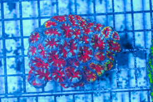 #wholesale_coral# - #saltwater_fish# #saltwater_coral# - #rare corals# - #coralsdepot# - #Corals_Depot# - #live_corals# - #eye-catching-coral# #quality_marine_fish# -#quality-marine# #discoun