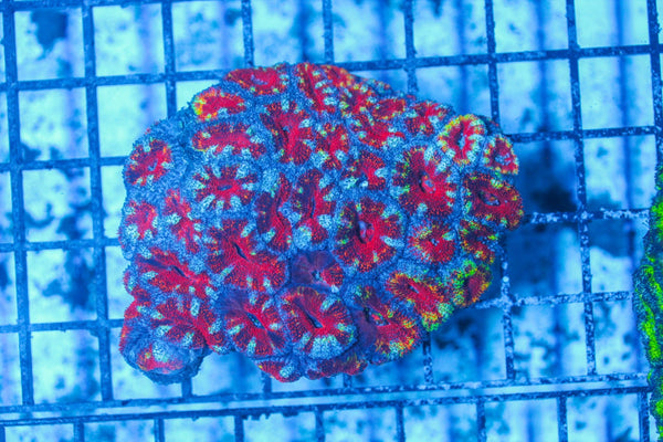 #wholesale_coral# - #saltwater_fish# #saltwater_coral# - #rare corals# - #coralsdepot# - #Corals_Depot# - #live_corals# - #eye-catching-coral# #quality_marine_fish# -#quality-marine# #discoun