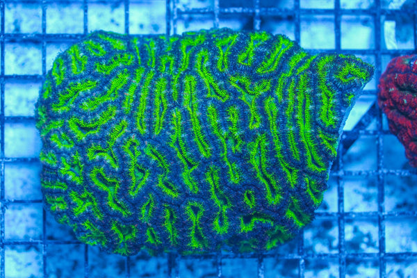 #wholesale_coral# - #saltwater_fish# #saltwater_coral# - #rare corals# - #coralsdepot# - #Corals_Depot# - #live_corals# - #eye-catching-coral# #quality_marine_fish# -#quality-marine# #discoun