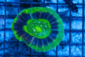 #wholesale_coral# - #saltwater_fish# #saltwater_coral# - #rare corals# - #coralsdepot# - #Corals_Depot# - #live_corals# - #eye-catching-coral# #quality_marine_fish# -#quality-marine# #discoun