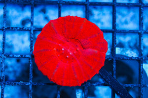 #wholesale_coral# - #saltwater_fish# #saltwater_coral# - #rare corals# - #coralsdepot# - #Corals_Depot# - #live_corals# - #eye-catching-coral# #quality_marine_fish# -#quality-marine# #discoun