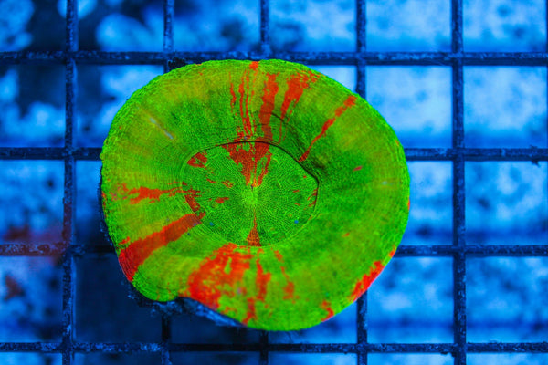 #wholesale_coral# - #saltwater_fish# #saltwater_coral# - #rare corals# - #coralsdepot# - #Corals_Depot# - #live_corals# - #eye-catching-coral# #quality_marine_fish# -#quality-marine# #discoun