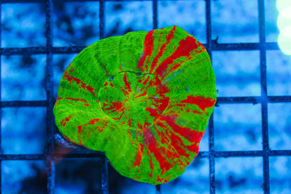 #wholesale_coral# - #saltwater_fish# #saltwater_coral# - #rare corals# - #coralsdepot# - #Corals_Depot# - #live_corals# - #eye-catching-coral# #quality_marine_fish# -#quality-marine# #discoun