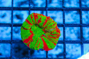 #wholesale_coral# - #saltwater_fish# #saltwater_coral# - #rare corals# - #coralsdepot# - #Corals_Depot# - #live_corals# - #eye-catching-coral# #quality_marine_fish# -#quality-marine# #discoun