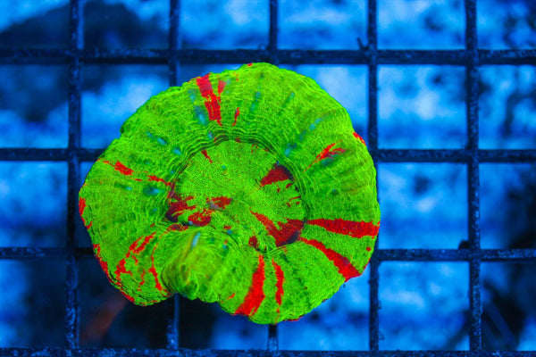 #wholesale_coral# - #saltwater_fish# #saltwater_coral# - #rare corals# - #coralsdepot# - #Corals_Depot# - #live_corals# - #eye-catching-coral# #quality_marine_fish# -#quality-marine# #discoun