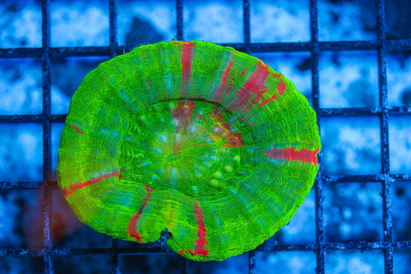 #wholesale_coral# - #saltwater_fish# #saltwater_coral# - #rare corals# - #coralsdepot# - #Corals_Depot# - #live_corals# - #eye-catching-coral# #quality_marine_fish# -#quality-marine# #discoun