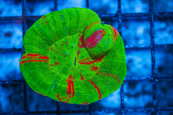 #wholesale_coral# - #saltwater_fish# #saltwater_coral# - #rare corals# - #coralsdepot# - #Corals_Depot# - #live_corals# - #eye-catching-coral# #quality_marine_fish# -#quality-marine# #discoun