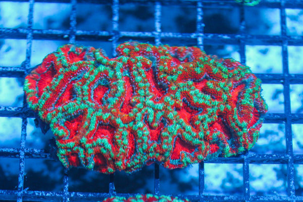 #wholesale_coral# - #saltwater_fish# #saltwater_coral# - #rare corals# - #coralsdepot# - #Corals_Depot# - #live_corals# - #eye-catching-coral# #quality_marine_fish# -#quality-marine# #discoun