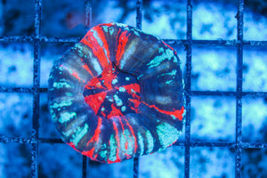 #wholesale_coral# - #saltwater_fish# #saltwater_coral# - #rare corals# - #coralsdepot# - #Corals_Depot# - #live_corals# - #eye-catching-coral# #quality_marine_fish# -#quality-marine# #discoun