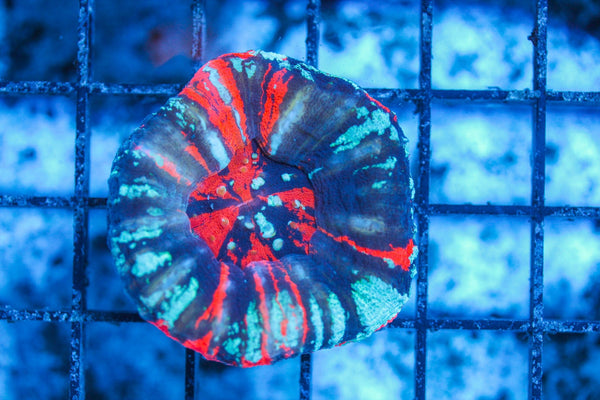#wholesale_coral# - #saltwater_fish# #saltwater_coral# - #rare corals# - #coralsdepot# - #Corals_Depot# - #live_corals# - #eye-catching-coral# #quality_marine_fish# -#quality-marine# #discoun
