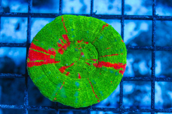#wholesale_coral# - #saltwater_fish# #saltwater_coral# - #rare corals# - #coralsdepot# - #Corals_Depot# - #live_corals# - #eye-catching-coral# #quality_marine_fish# -#quality-marine# #discoun