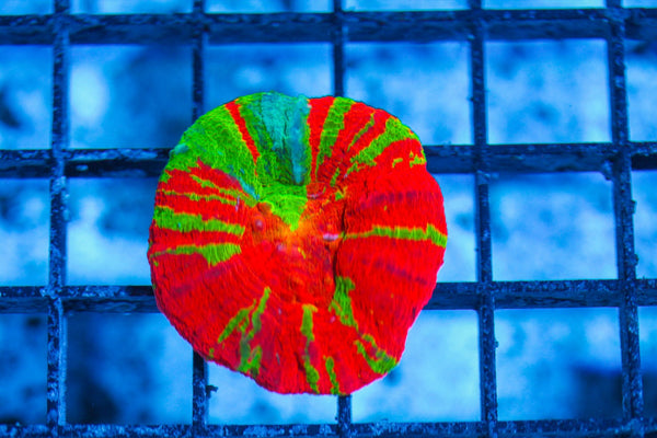 #wholesale_coral# - #saltwater_fish# #saltwater_coral# - #rare corals# - #coralsdepot# - #Corals_Depot# - #live_corals# - #eye-catching-coral# #quality_marine_fish# -#quality-marine# #discoun