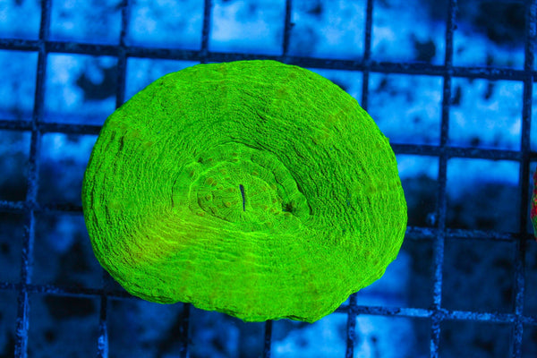 #wholesale_coral# - #saltwater_fish# #saltwater_coral# - #rare corals# - #coralsdepot# - #Corals_Depot# - #live_corals# - #eye-catching-coral# #quality_marine_fish# -#quality-marine# #discoun