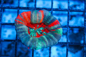 #wholesale_coral# - #saltwater_fish# #saltwater_coral# - #rare corals# - #coralsdepot# - #Corals_Depot# - #live_corals# - #eye-catching-coral# #quality_marine_fish# -#quality-marine# #discoun